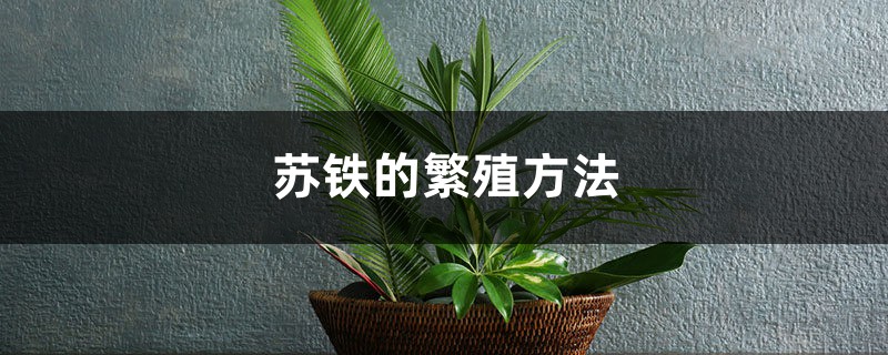 苏铁的繁殖方法 苏铁的繁殖方法