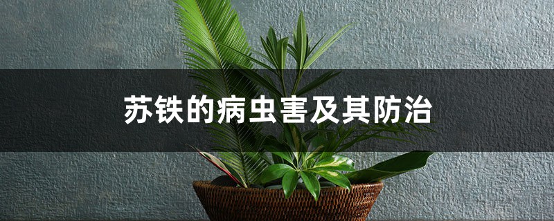 苏铁的病虫害及其防治 苏铁的病虫害及其防治