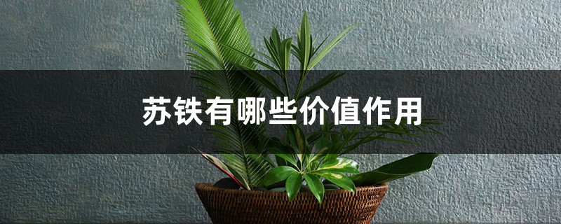 苏铁有哪些价值作用 苏铁有哪些价值作用