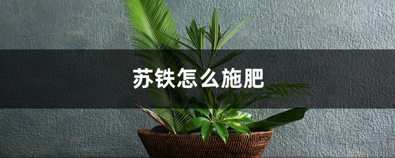 苏铁怎么施肥 苏铁怎么施肥