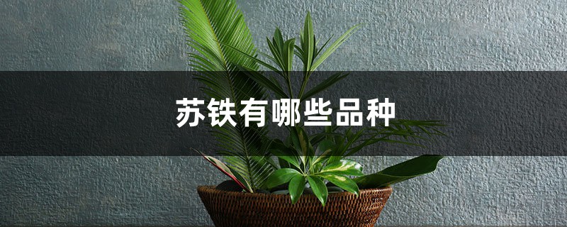 苏铁有哪些品种 苏铁有哪些品种