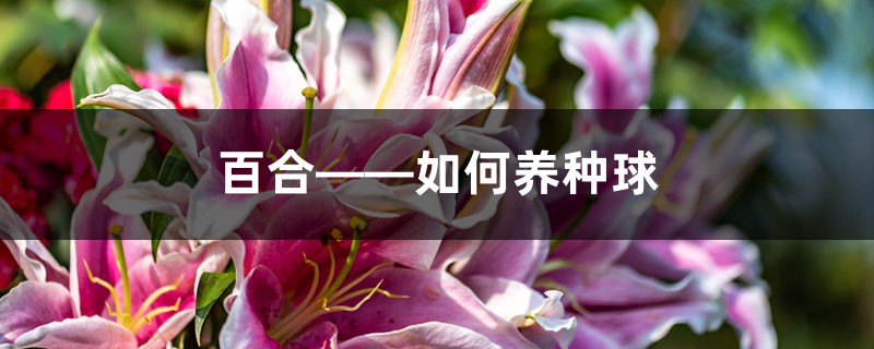百合——如何养种球 百合——如何养种球