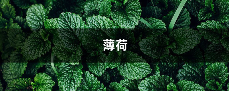 视频:快死的花这样做,1个月又能枝繁叶茂 视频:快死的花这样做,1个月又能枝繁叶茂