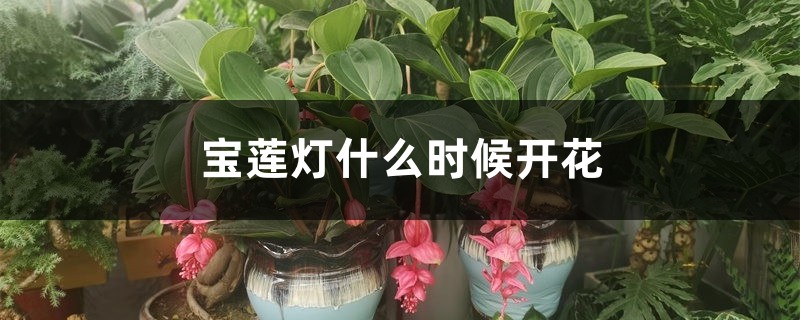 宝莲灯什么时候开花 宝莲灯什么时候开花