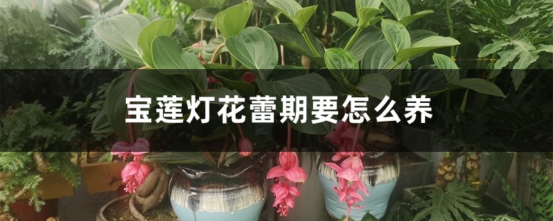 宝莲灯花蕾期要怎么养 宝莲灯花蕾期要怎么养