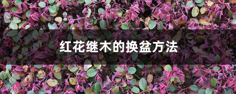 红花继木的换盆方法 红花继木的换盆方法