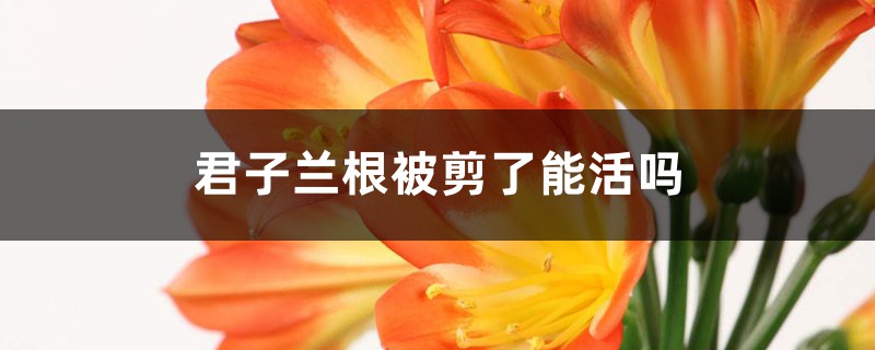 君子兰根被剪了能活吗 君子兰根被剪了能活吗