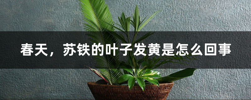 春天,苏铁的叶子发黄是怎么回事 春天,苏铁的叶子发黄是怎么回事