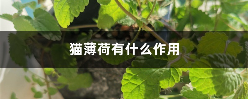 猫薄荷有什么作用 猫薄荷有什么作用