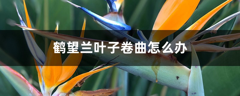 鹤望兰叶子卷曲怎么办 鹤望兰叶子卷曲怎么办