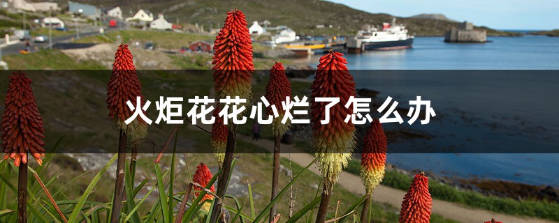 火炬花花心烂了怎么办 火炬花花心烂了怎么办