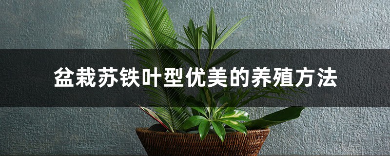 盆栽苏铁叶型优美的养殖方法 盆栽苏铁叶型优美的养殖方法