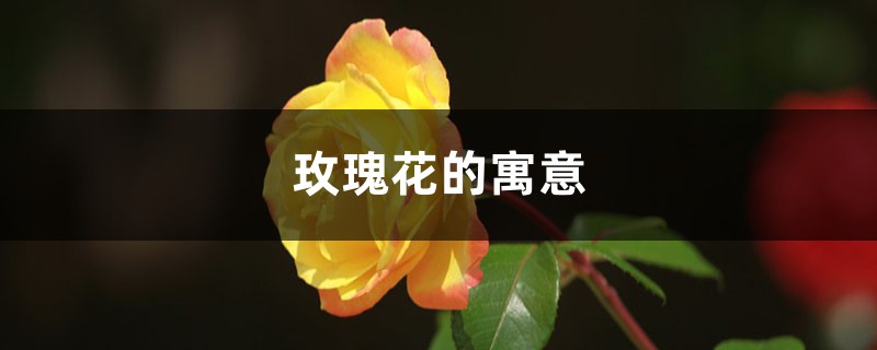 玫瑰花的寓意 玫瑰花的寓意