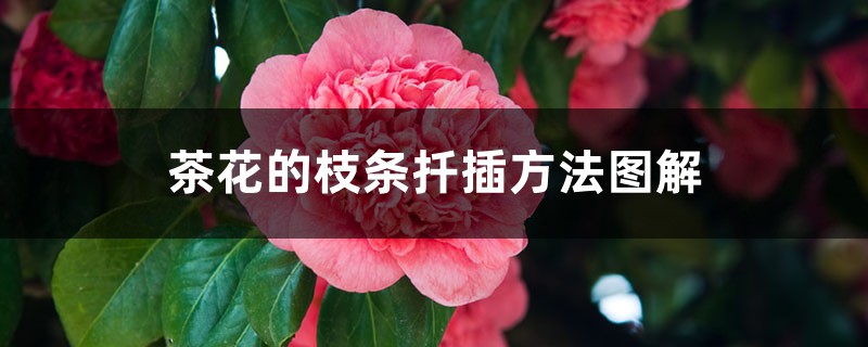 茶花的枝条扦插方法图解 茶花的枝条扦插方法图解