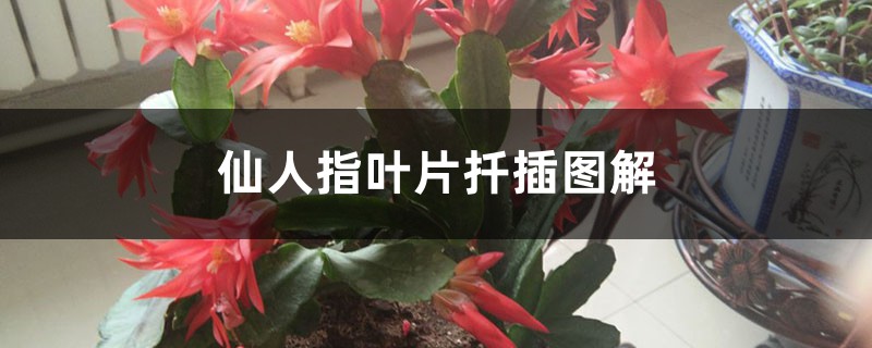 仙人指叶片扦插图解 仙人指叶片扦插图解