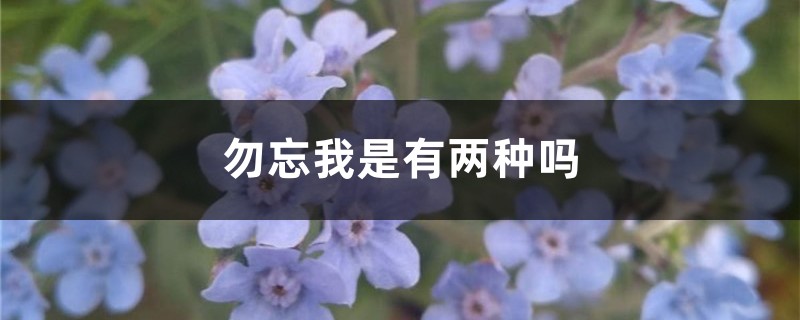 勿忘我是有两种吗 勿忘我是有两种吗