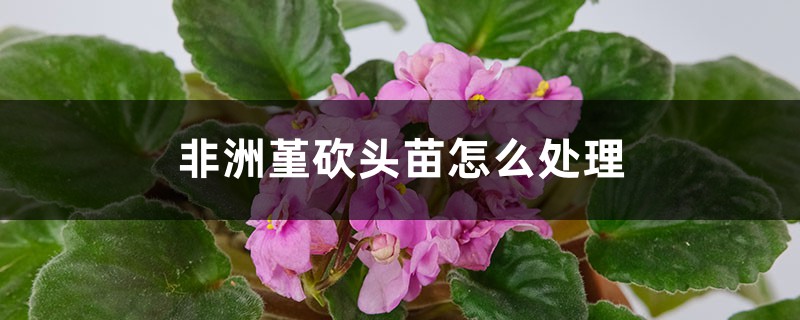 非洲堇砍头苗怎么处理 非洲堇砍头苗怎么处理