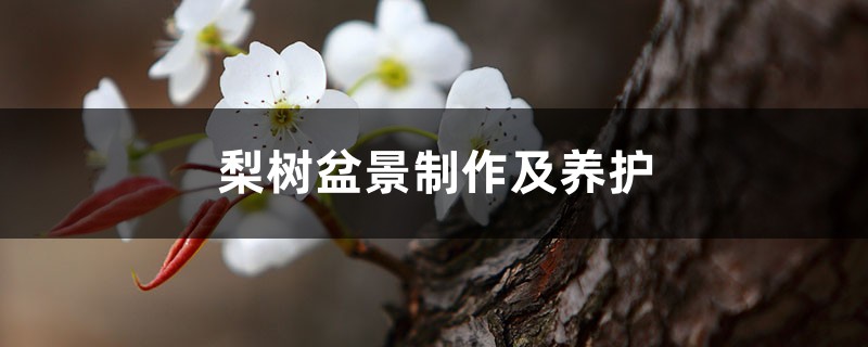 梨树盆景制作及养护 梨树盆景制作及养护
