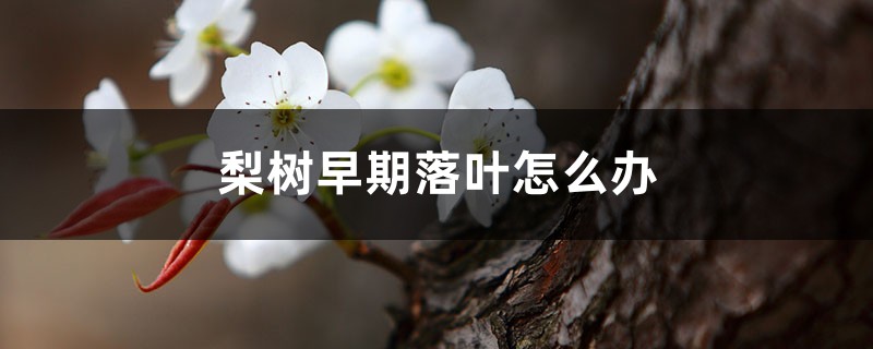 梨树早期落叶怎么办 梨树早期落叶怎么办