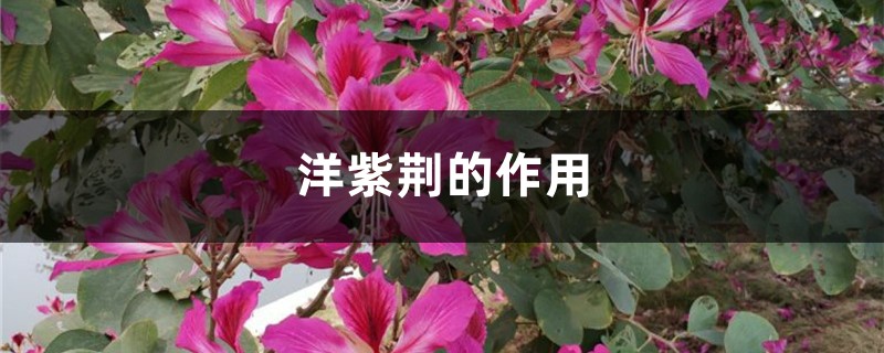 洋紫荆的作用 洋紫荆的作用