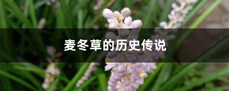 麦冬草的历史传说 麦冬草的历史传说