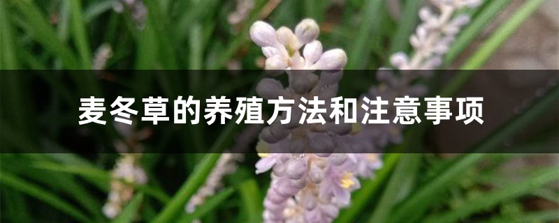 麦冬草的养殖方法和注意事项 麦冬草的养殖方法和注意事项