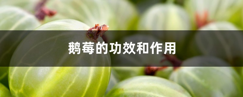 鹅莓的功效和作用 鹅莓的功效和作用