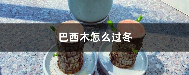 巴西木怎么过冬 巴西木怎么过冬