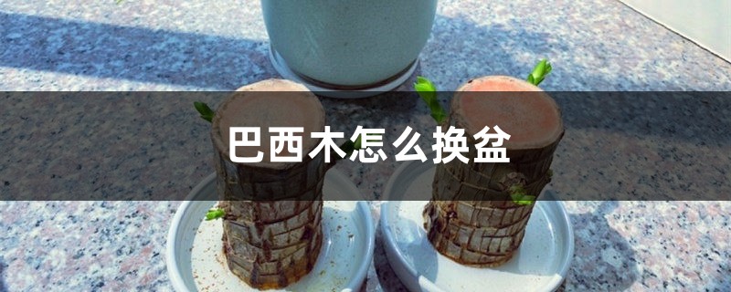 巴西木怎么换盆 巴西木怎么换盆