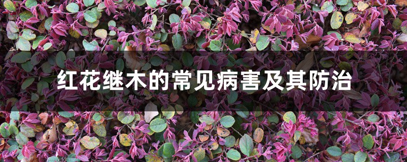 红花继木的常见病害及其防治 红花继木的常见病害及其防治