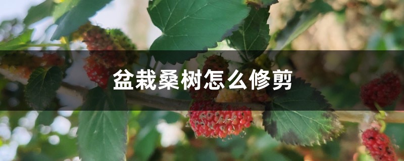 盆栽桑树怎么修剪 盆栽桑树怎么修剪