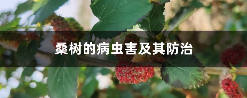桑树的病虫害及其防治 桑树的病虫害及其防治