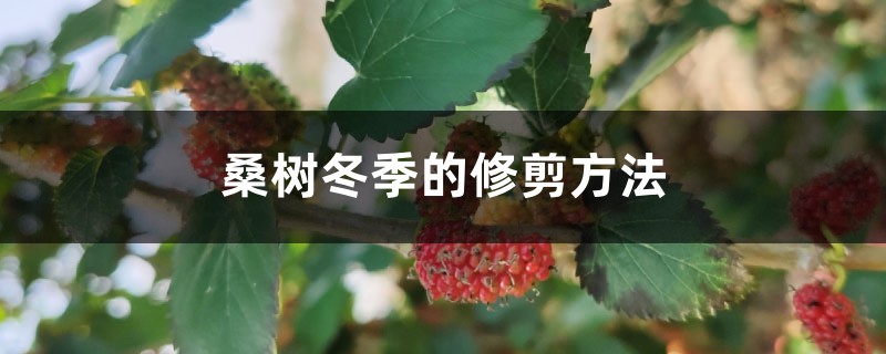 桑树冬季的修剪方法 桑树冬季的修剪方法