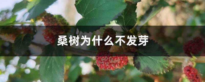 桑树为什么不发芽 桑树为什么不发芽