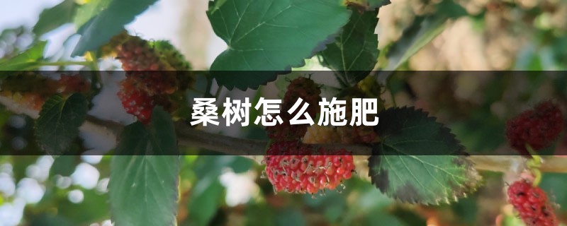 桑树怎么施肥 桑树怎么施肥