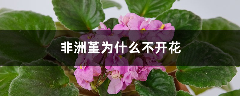 非洲堇为什么不开花 非洲堇为什么不开花