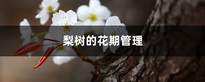 梨树的花期管理 梨树的花期管理