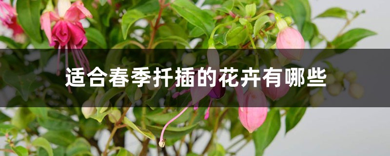 适合春季扦插的花卉有哪些 适合春季扦插的花卉有哪些
