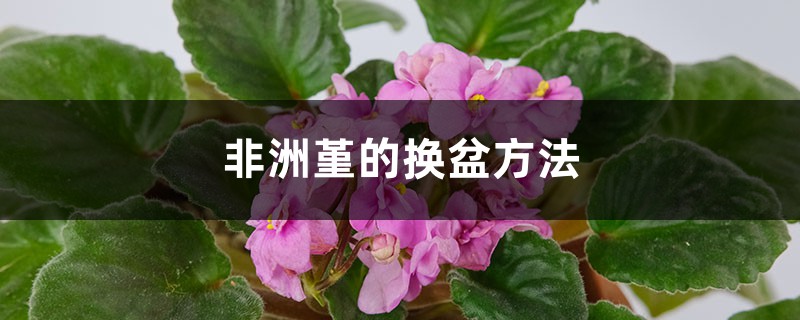 非洲堇的换盆方法 非洲堇的换盆方法
