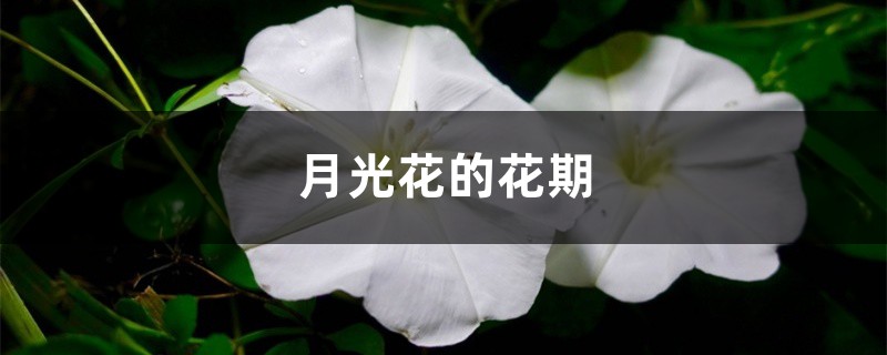 月光花的花期 月光花的花期
