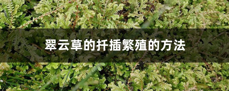 翠云草的扦插繁殖的方法 翠云草的扦插繁殖的方法