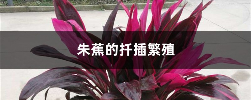 朱蕉的扦插繁殖 朱蕉的扦插繁殖