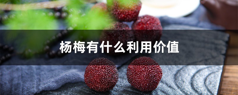 杨梅有什么利用价值 杨梅有什么利用价值