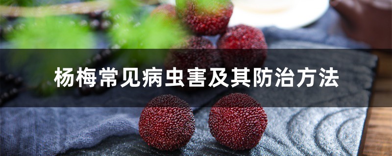 杨梅常见病虫害及其防治方法 杨梅常见病虫害及其防治方法