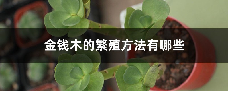金钱木的繁殖方法有哪些 金钱木的繁殖方法有哪些