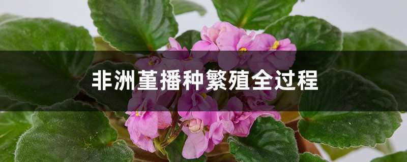 非洲堇播种繁殖全过程 非洲堇播种繁殖全过程