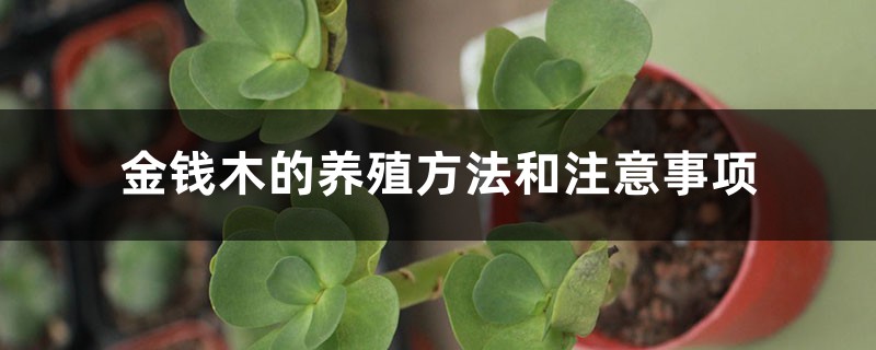 金钱木的养殖方法和注意事项 金钱木的养殖方法和注意事项