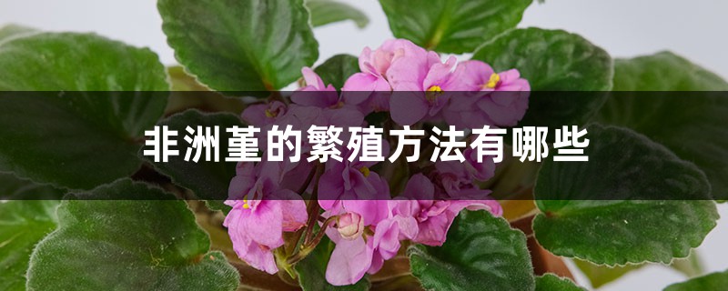 非洲堇的繁殖方法有哪些 非洲堇的繁殖方法有哪些