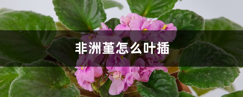 非洲堇怎么叶插 非洲堇怎么叶插