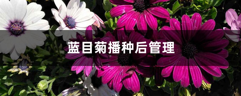 蓝目菊播种后管理 蓝目菊播种后管理